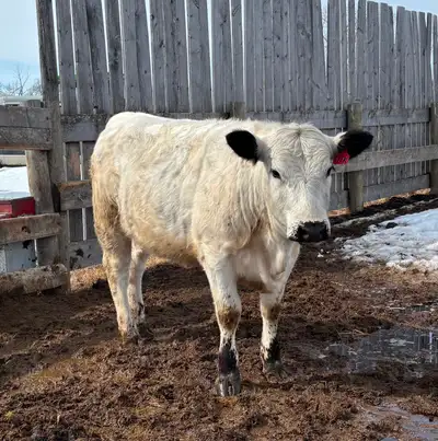 Purebred Speckle Park yearling Heifers, View more