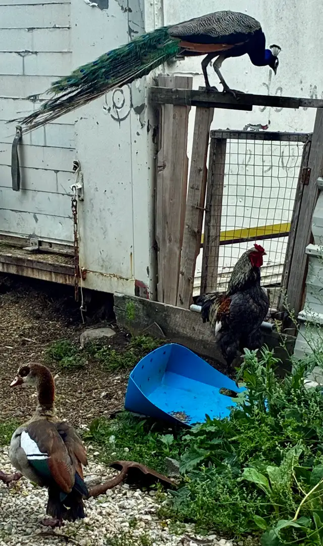 Exotic waterfowl in Livestock in Owen Sound - Image 7