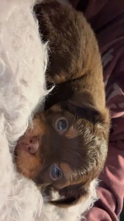 Female pomchi, loves kisses and cuddles, super fluffy, comes with shots and papers. Looks nothing li...