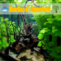 AIDE POUR AQUARIUM ; Diagnostic Nettoyage Aquascaping