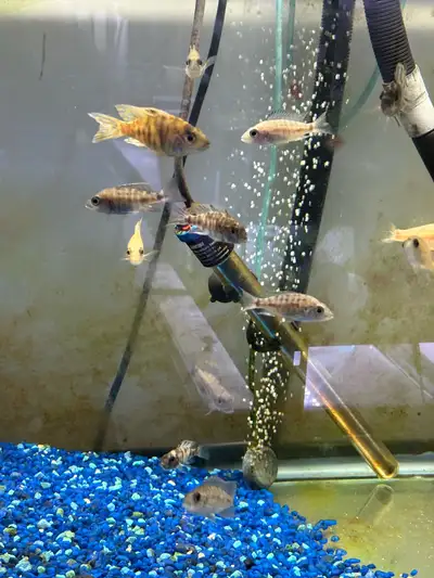 Hi have a tank full of fish Paradise OB Yellow OB Counted at least 25 fish mix of males and females...