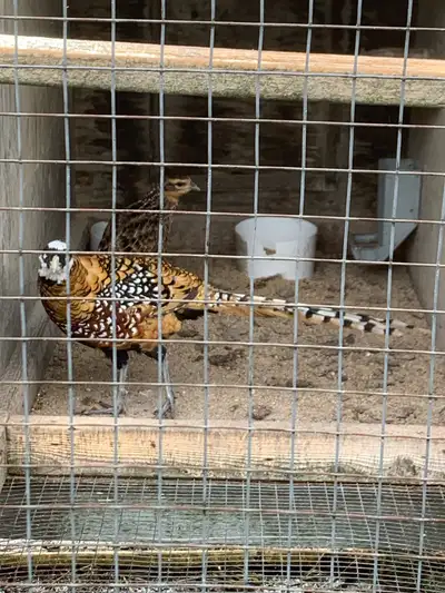 Reeves Pheasants , View more