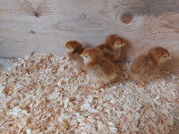 Chick for sale 7 days old 