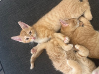 Orange tabby kittens
