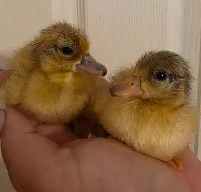 Call ducklings, View more
