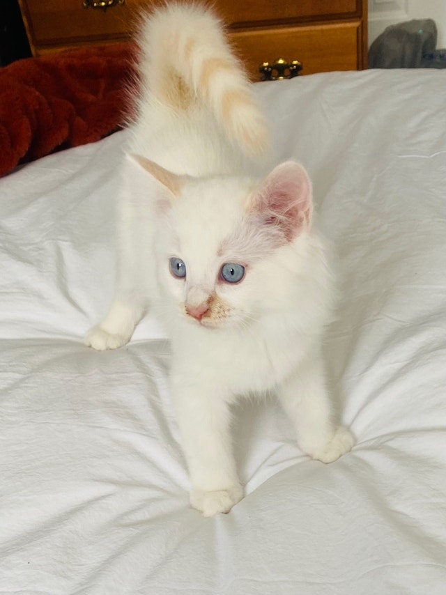 Ragdoll Kittens Cats & Kittens for Rehoming Oshawa / Durham Region