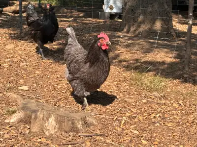 We have two 3-yr-old blue Marans hens available for adoption. They are still laying, though not freq...