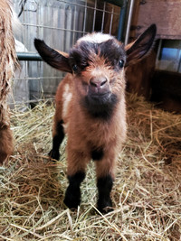 Adorable Nigerian Dwarf Goat wether