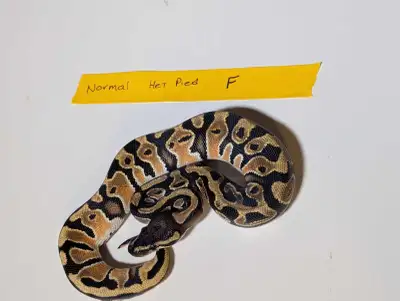 Believe it's female For Sale: Healthy Female Normal Ball Python (HET PIEBALD) Thinking it's also Mal...