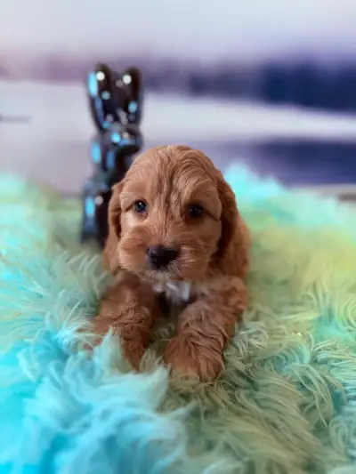 Cockapoo Puppies , View more