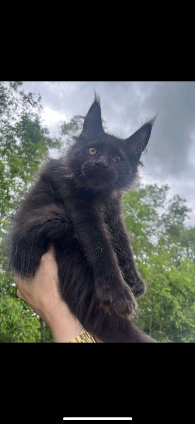 Mainecoon dans Chats et chatons à adopter  à Victoriaville