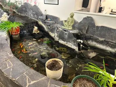 Koi Fish -Make me an offer, View more