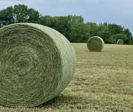 Hay for sale delivered to your yard in Livestock in Edmonton - Image 2