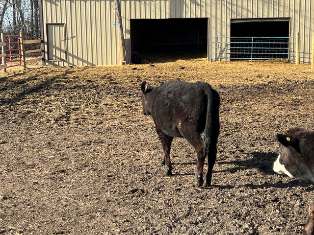 Angus heifer in Livestock in Portage la Prairie - Image 3