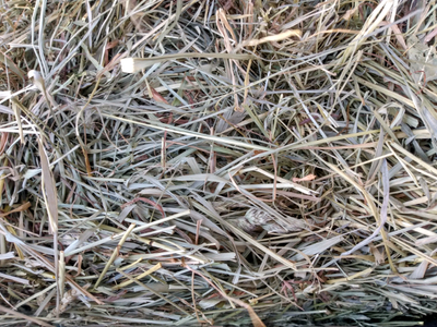 TIMOTHY HAY FARM FRESH, View more