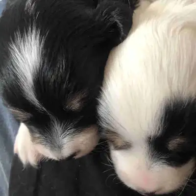 Sweet lovable adorable Chihuahua puppies, View more