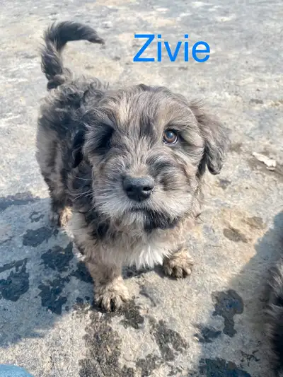 4 adorable new puppies looking for homes. Only 3 boys and 1 girls left!!! Personality wise these pup...