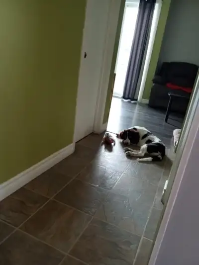 Chien de 7 mois à vendre. Il est propre et très affectueux.Raison de la vente dû à la maladie.