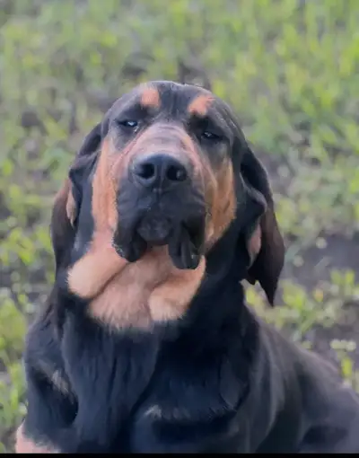 blood hound
, View more