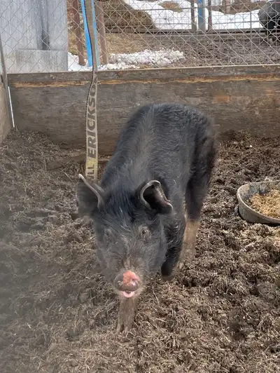 Berkenshire Boar for sale, View more