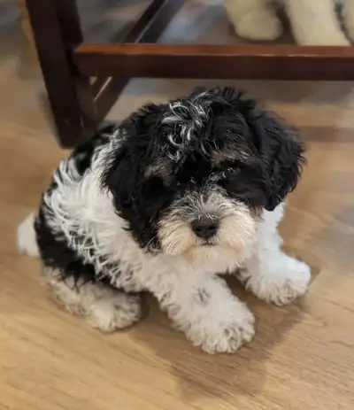Miniature Schnauzer/Shitzu cross Mini Poodle, View more
