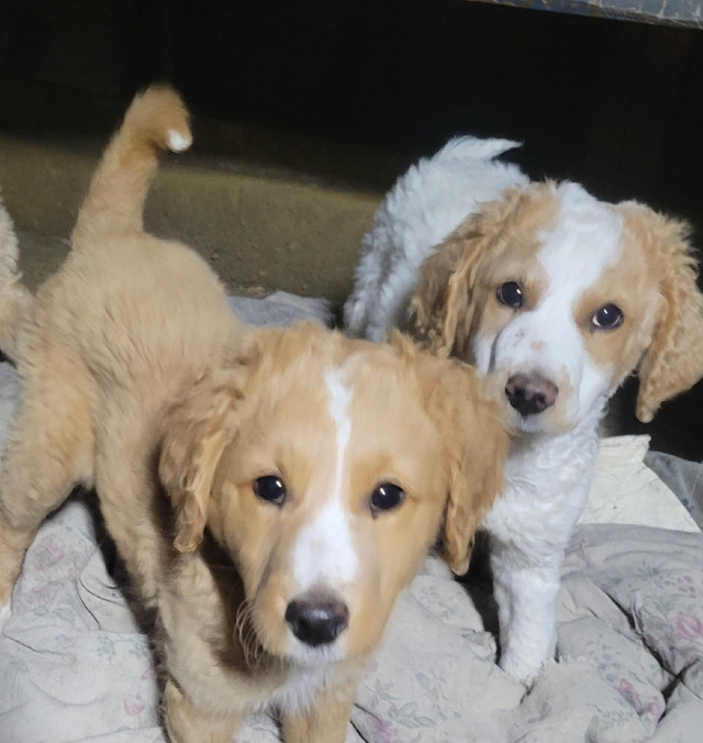 Goldendoodle Aussiedoodle pups in Dogs & Puppies for Rehoming in North Bay - Image 4