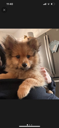 Male Terri/Pom pup for forever home! 
