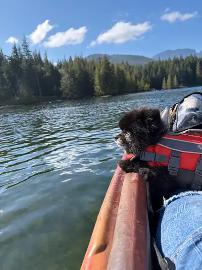 ISO a pet friendly rental. Requirements: Must be In Courtenay 1 bedroom Full bathroom Full kitchen (...