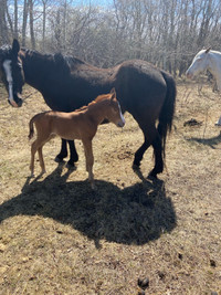 QH Mare with Draft colt