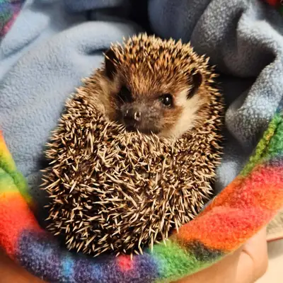 hedgehog for rehoming, View more