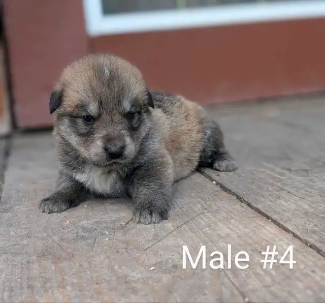 Mini Australian in Dogs & Puppies for Rehoming in Winnipeg - Image 5