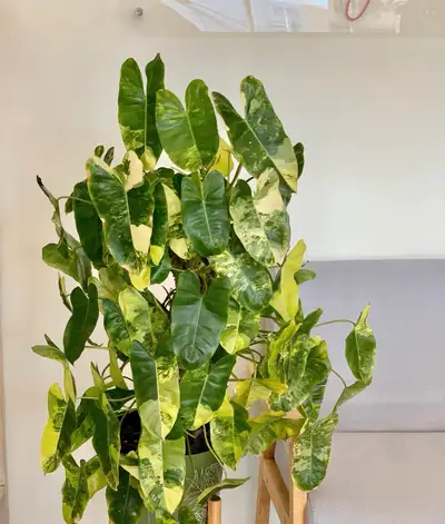 burle marx variegated, View more