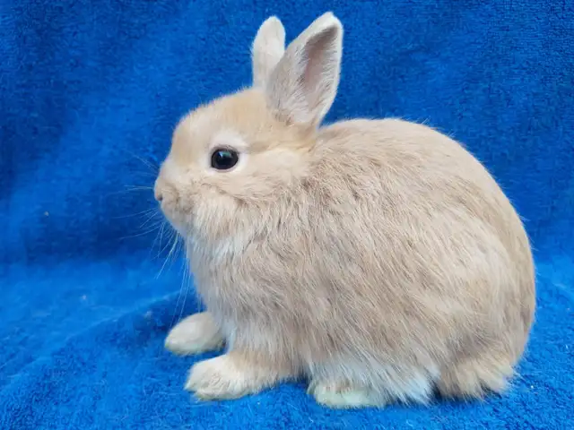 Bebes lapins nains neerlandais, belier, tete de lion, mini rex in Small Animals for Rehoming in Trois-Rivières - Image 4