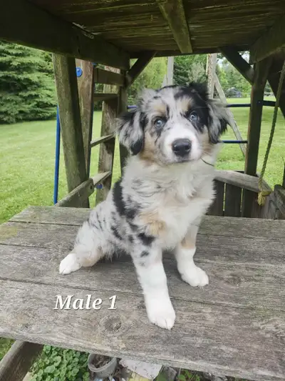 Australian Shepherd Puppies, View more