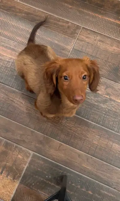 ONE MORE BOY - Long Hair Mini Dachshund Puppy, View more