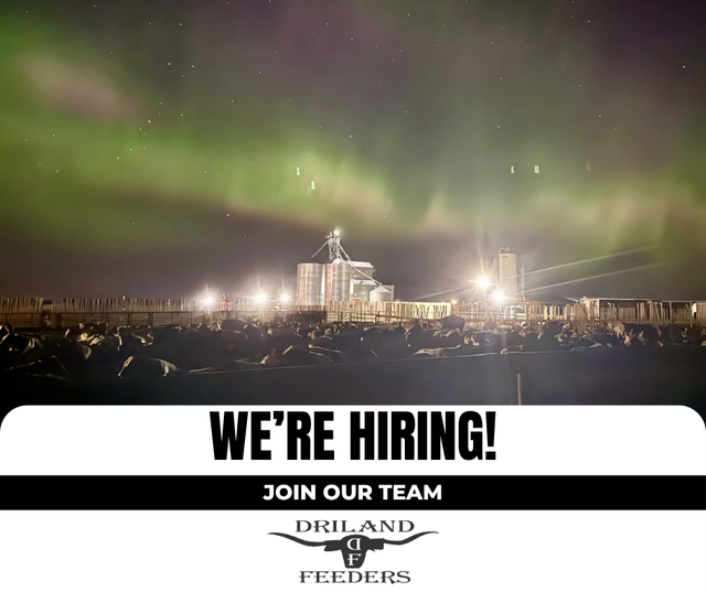 Feedlot Worker in General Labour in Medicine Hat