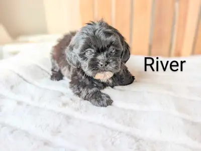 GORGEOUS Shi-Poo Pups! ONLY 2 LEFT!, View more
