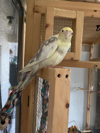 Cockatiel