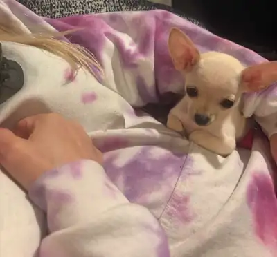 Female Chihuahua all shots are up to date today July 16, View more