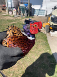 Ring Necked Pheasants 