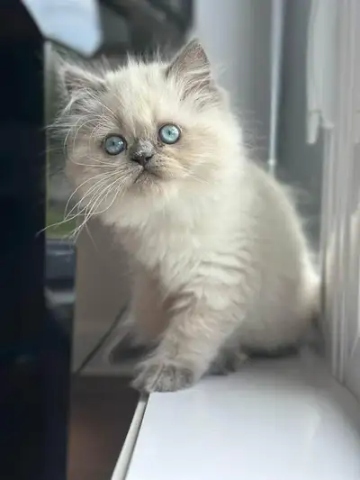 kittens ready for rehoming , View more