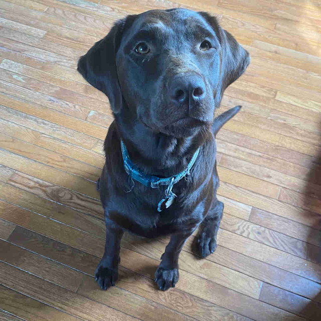 Female chocolate lab Dogs & Puppies for Rehoming ChathamKent Kijiji
