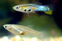 Guppies for Sale 