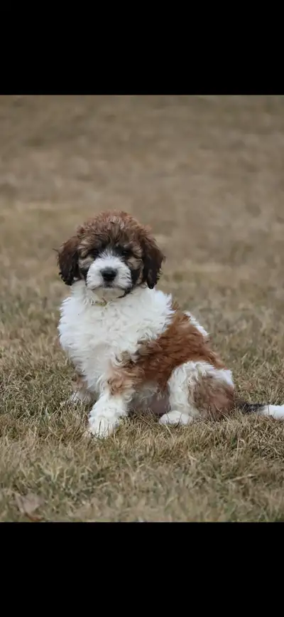 F1B Moyen/Standard Aussiedoodle Waitlist, View more