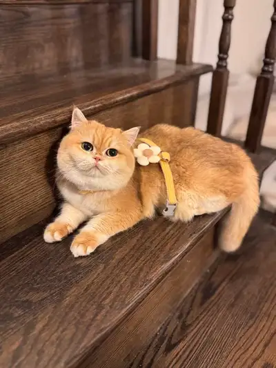Adorable British Short Hair Cat 2 years old, View more