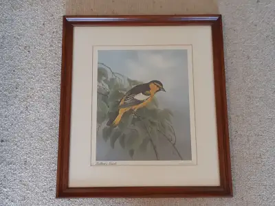 Bullock's Oriole Print by Ralph D. Carson, View more