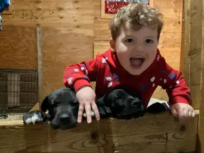 Text for lots more pictures and videos of each baby! The little babies are 7 weeks old, have had the...