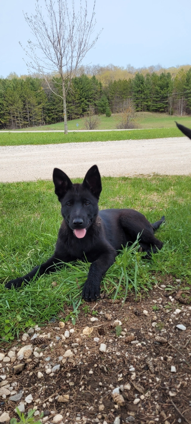 Ckc registered Czech working line German shepherd puppies | Dogs ...