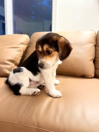 Beagle- Pyrenees Puppy, View more