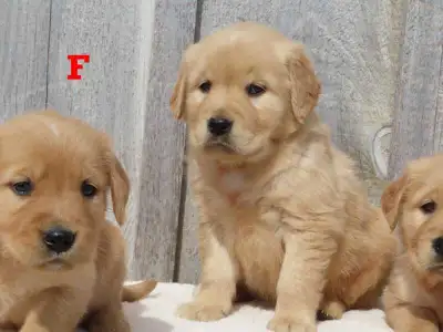 Golden retriever puppies., View more